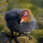 Ugly duckling