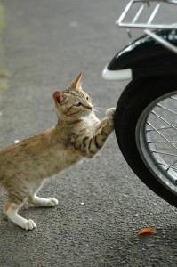 Tire Inspection