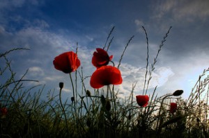 Remembrance Day