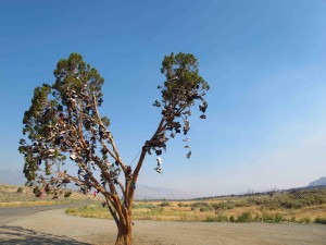 California Shoe Tree sm