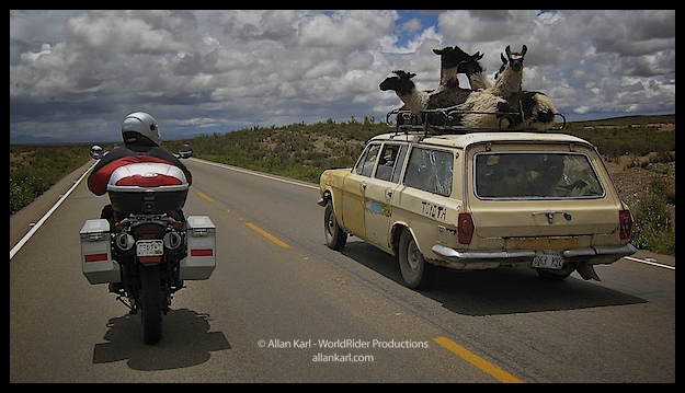 llama-car