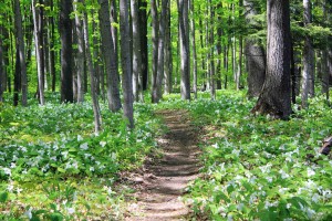 Trilliums SM