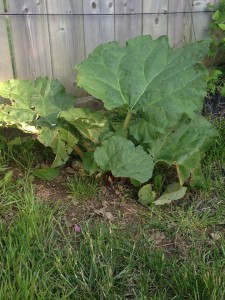 rhubarb plants