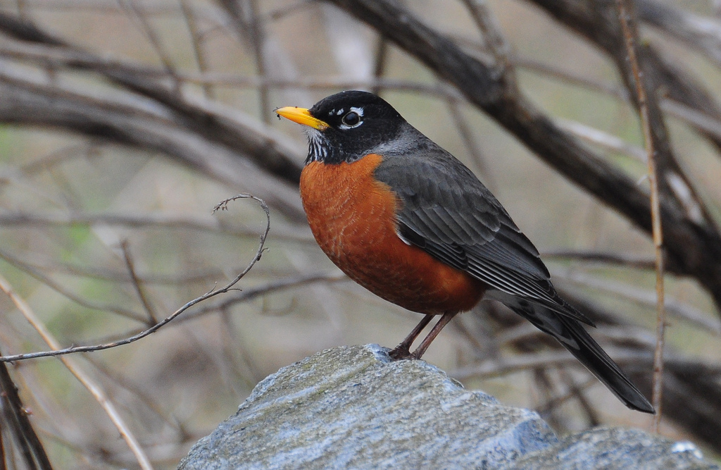 Signs of Spring Bring Out Signs of Dad