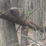 porcupine wisdom