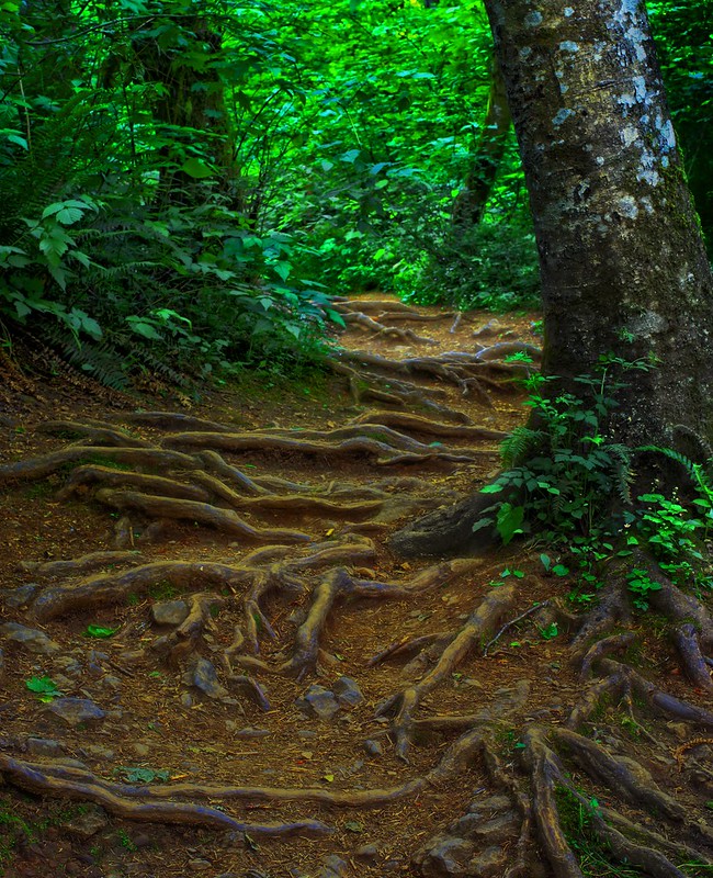 tripping over roots